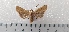  (Agrochola lichnitis - CLV49343)  @11 [ ] CreativeCommons  Attribution Non-Commercial Share-Alike (2024) Carlos Lopez Vaamonde Institut National de la Recherche Agronomique, Zoologie Forestiere