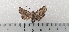  ( - CLV49347)  @11 [ ] CreativeCommons  Attribution Non-Commercial Share-Alike (2024) Carlos Lopez Vaamonde Institut National de la Recherche Agronomique, Zoologie Forestiere