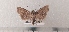  ( - CLV49362)  @11 [ ] CreativeCommons  Attribution Non-Commercial Share-Alike (2024) Carlos Lopez Vaamonde Institut National de la Recherche Agronomique, Zoologie Forestiere