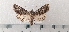  ( - CLV49473)  @11 [ ] CreativeCommons  Attribution Non-Commercial Share-Alike (2025) Carlos Lopez Vaamonde Institut National de la Recherche Agronomique, Zoologie Forestiere