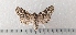  ( - CLV49478)  @11 [ ] CreativeCommons  Attribution Non-Commercial Share-Alike (2025) Carlos Lopez Vaamonde Institut National de la Recherche Agronomique, Zoologie Forestiere