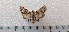  ( - CLV49490)  @11 [ ] CreativeCommons  Attribution Non-Commercial Share-Alike (2025) Carlos Lopez Vaamonde Institut National de la Recherche Agronomique, Zoologie Forestiere