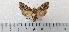  ( - CLV49497)  @11 [ ] CreativeCommons  Attribution Non-Commercial Share-Alike (2025) Carlos Lopez Vaamonde Institut National de la Recherche Agronomique, Zoologie Forestiere