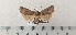  ( - CLV49508)  @11 [ ] CreativeCommons  Attribution Non-Commercial Share-Alike (2025) Carlos Lopez Vaamonde Institut National de la Recherche Agronomique, Zoologie Forestiere