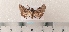 (Cleonymia ivanii - CLV49514)  @11 [ ] CreativeCommons  Attribution Non-Commercial Share-Alike (2025) Carlos Lopez Vaamonde Institut National de la Recherche Agronomique, Zoologie Forestiere