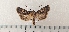  ( - CLV49522)  @11 [ ] CreativeCommons  Attribution Non-Commercial Share-Alike (2025) Carlos Lopez Vaamonde Institut National de la Recherche Agronomique, Zoologie Forestiere