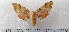  (Marumba quecus - CLV49530)  @11 [ ] CreativeCommons  Attribution Non-Commercial Share-Alike (2025) Carlos Lopez Vaamonde Institut National de la Recherche Agronomique, Zoologie Forestiere