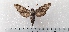  ( - CLV49531)  @11 [ ] CreativeCommons  Attribution Non-Commercial Share-Alike (2025) Carlos Lopez Vaamonde Institut National de la Recherche Agronomique, Zoologie Forestiere
