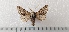  (Apocheima hispoidaria - CLV49550)  @11 [ ] CreativeCommons  Attribution Non-Commercial Share-Alike (2025) Carlos Lopez Vaamonde Institut National de la Recherche Agronomique, Zoologie Forestiere