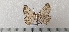  ( - CLV49555)  @11 [ ] CreativeCommons  Attribution Non-Commercial Share-Alike (2025) Carlos Lopez Vaamonde Institut National de la Recherche Agronomique, Zoologie Forestiere