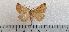  ( - CLV49561)  @11 [ ] CreativeCommons  Attribution Non-Commercial Share-Alike (2025) Carlos Lopez Vaamonde Institut National de la Recherche Agronomique, Zoologie Forestiere