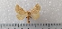  ( - CLV49564)  @11 [ ] CreativeCommons  Attribution Non-Commercial Share-Alike (2025) Carlos Lopez Vaamonde Institut National de la Recherche Agronomique, Zoologie Forestiere