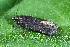  ( - CLV49602)  @11 [ ] CreativeCommons  Attribution Non-Commercial Share-Alike (2025) Carlos Lopez Vaamonde Institut National de la Recherche Agronomique, Zoologie Forestiere