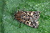  ( - CLV49604)  @11 [ ] CreativeCommons  Attribution Non-Commercial Share-Alike (2025) Carlos Lopez Vaamonde Institut National de la Recherche Agronomique, Zoologie Forestiere