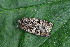  ( - CLV49607)  @11 [ ] CreativeCommons  Attribution Non-Commercial Share-Alike (2025) Carlos Lopez Vaamonde Institut National de la Recherche Agronomique, Zoologie Forestiere