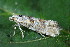  ( - CLV49620)  @11 [ ] CreativeCommons  Attribution Non-Commercial Share-Alike (2025) Carlos Lopez Vaamonde Institut National de la Recherche Agronomique, Zoologie Forestiere
