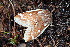  ( - CLV49627)  @11 [ ] CreativeCommons  Attribution Non-Commercial Share-Alike (2025) Carlos Lopez Vaamonde Institut National de la Recherche Agronomique, Zoologie Forestiere