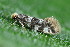  ( - CLV49646)  @11 [ ] CreativeCommons  Attribution Non-Commercial Share-Alike (2025) Carlos Lopez Vaamonde Institut National de la Recherche Agronomique, Zoologie Forestiere