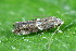  ( - CLV49695)  @11 [ ] CreativeCommons  Attribution Non-Commercial Share-Alike (2024) Carlos Lopez Vaamonde Institut National de la Recherche Agronomique, Zoologie Forestiere