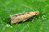  ( - CLV49781)  @11 [ ] CreativeCommons  Attribution Non-Commercial Share-Alike (2025) Carlos Lopez Vaamonde Institut National de la Recherche Agronomique, Zoologie Forestiere