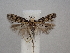  ( - CLV49815)  @11 [ ] CreativeCommons  Attribution Non-Commercial Share-Alike (2025) Carlos Lopez Vaamonde Institut National de la Recherche Agronomique, Zoologie Forestiere