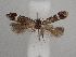  ( - CLV49816)  @11 [ ] CreativeCommons  Attribution Non-Commercial Share-Alike (2025) Carlos Lopez Vaamonde Institut National de la Recherche Agronomique, Zoologie Forestiere