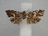  ( - CLV49825)  @11 [ ] CreativeCommons  Attribution Non-Commercial Share-Alike (2025) Carlos Lopez Vaamonde Institut National de la Recherche Agronomique, Zoologie Forestiere
