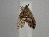  ( - CLV49826)  @11 [ ] CreativeCommons  Attribution Non-Commercial Share-Alike (2025) Carlos Lopez Vaamonde Institut National de la Recherche Agronomique, Zoologie Forestiere