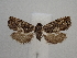  ( - CLV49838)  @11 [ ] CreativeCommons  Attribution Non-Commercial Share-Alike (2025) Carlos Lopez Vaamonde Institut National de la Recherche Agronomique, Zoologie Forestiere