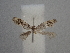  ( - CLV49844)  @11 [ ] CreativeCommons  Attribution Non-Commercial Share-Alike (2025) Carlos Lopez Vaamonde Institut National de la Recherche Agronomique, Zoologie Forestiere