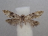  ( - CLV49847)  @11 [ ] CreativeCommons  Attribution Non-Commercial Share-Alike (2025) Carlos Lopez Vaamonde Institut National de la Recherche Agronomique, Zoologie Forestiere