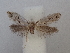  ( - CLV49855)  @11 [ ] CreativeCommons  Attribution Non-Commercial Share-Alike (2025) Carlos Lopez Vaamonde Institut National de la Recherche Agronomique, Zoologie Forestiere