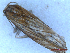  ( - CLV49909)  @11 [ ] CreativeCommons  Attribution Non-Commercial Share-Alike (2025) Carlos Lopez Vaamonde Institut National de la Recherche Agronomique, Zoologie Forestiere