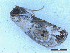  ( - CLV49911)  @11 [ ] CreativeCommons  Attribution Non-Commercial Share-Alike (2025) Carlos Lopez Vaamonde Institut National de la Recherche Agronomique, Zoologie Forestiere