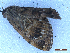  ( - CLV49927)  @11 [ ] CreativeCommons  Attribution Non-Commercial Share-Alike (2025) Carlos Lopez Vaamonde Institut National de la Recherche Agronomique, Zoologie Forestiere