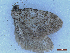  ( - CLV49931)  @11 [ ] CreativeCommons  Attribution Non-Commercial Share-Alike (2025) Carlos Lopez Vaamonde Institut National de la Recherche Agronomique, Zoologie Forestiere