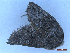  ( - CLV49932)  @11 [ ] CreativeCommons  Attribution Non-Commercial Share-Alike (2025) Carlos Lopez Vaamonde Institut National de la Recherche Agronomique, Zoologie Forestiere