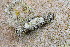  ( - CLV49938)  @11 [ ] CreativeCommons  Attribution Non-Commercial Share-Alike (2025) Carlos Lopez Vaamonde Institut National de la Recherche Agronomique, Zoologie Forestiere