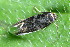  ( - CLV49940)  @11 [ ] CreativeCommons  Attribution Non-Commercial Share-Alike (2025) Carlos Lopez Vaamonde Institut National de la Recherche Agronomique, Zoologie Forestiere