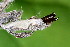  ( - CLV49951)  @11 [ ] CreativeCommons  Attribution Non-Commercial Share-Alike (2025) Carlos Lopez Vaamonde Institut National de la Recherche Agronomique, Zoologie Forestiere