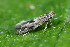  ( - CLV49954)  @11 [ ] CreativeCommons  Attribution Non-Commercial Share-Alike (2025) Carlos Lopez Vaamonde Institut National de la Recherche Agronomique, Zoologie Forestiere
