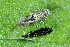  ( - CLV49954)  @11 [ ] CreativeCommons  Attribution Non-Commercial Share-Alike (2025) Carlos Lopez Vaamonde Institut National de la Recherche Agronomique, Zoologie Forestiere