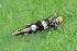  ( - CLV49957)  @11 [ ] CreativeCommons  Attribution Non-Commercial Share-Alike (2025) Carlos Lopez Vaamonde Institut National de la Recherche Agronomique, Zoologie Forestiere
