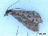  (Dolicharthria bruguerialis - CLV49980)  @11 [ ] CreativeCommons  Attribution Non-Commercial Share-Alike (2025) Carlos Lopez Vaamonde Institut National de la Recherche Agronomique, Zoologie Forestiere