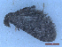  ( - CLV50109)  @11 [ ] CreativeCommons  Attribution Non-Commercial Share-Alike (2025) Carlos Lopez Vaamonde Institut National de la Recherche Agronomique, Zoologie Forestiere
