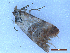  ( - CLV50115)  @11 [ ] CreativeCommons  Attribution Non-Commercial Share-Alike (2025) Carlos Lopez Vaamonde Institut National de la Recherche Agronomique, Zoologie Forestiere