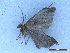  ( - CLV50127)  @11 [ ] CreativeCommons  Attribution Non-Commercial Share-Alike (2025) Carlos Lopez Vaamonde Institut National de la Recherche Agronomique, Zoologie Forestiere