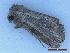  (Mythimna putrescens - CLV50130)  @11 [ ] CreativeCommons  Attribution Non-Commercial Share-Alike (2025) Carlos Lopez Vaamonde Institut National de la Recherche Agronomique, Zoologie Forestiere