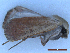  ( - CLV50131)  @11 [ ] CreativeCommons  Attribution Non-Commercial Share-Alike (2025) Carlos Lopez Vaamonde Institut National de la Recherche Agronomique, Zoologie Forestiere