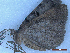  ( - CLV50160)  @11 [ ] CreativeCommons  Attribution Non-Commercial Share-Alike (2025) Carlos Lopez Vaamonde Institut National de la Recherche Agronomique, Zoologie Forestiere